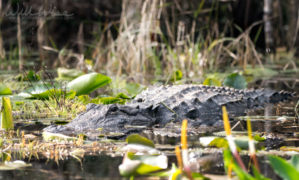 Large alligator lurking in blackwater swamp Picture