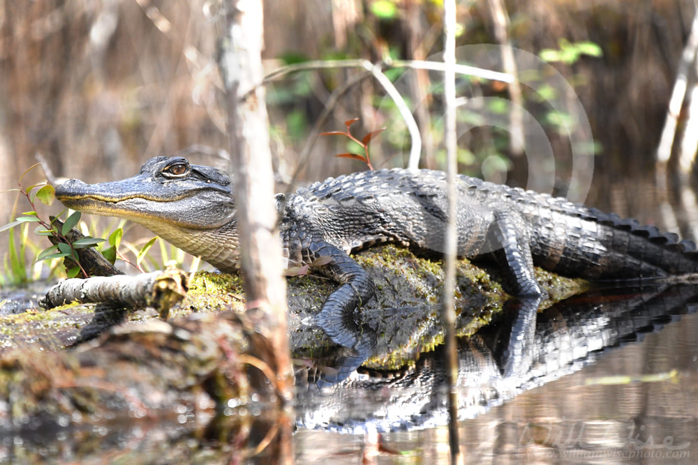 Young alligator basking in the sun on a moss covered log in a cypress swamp Picture