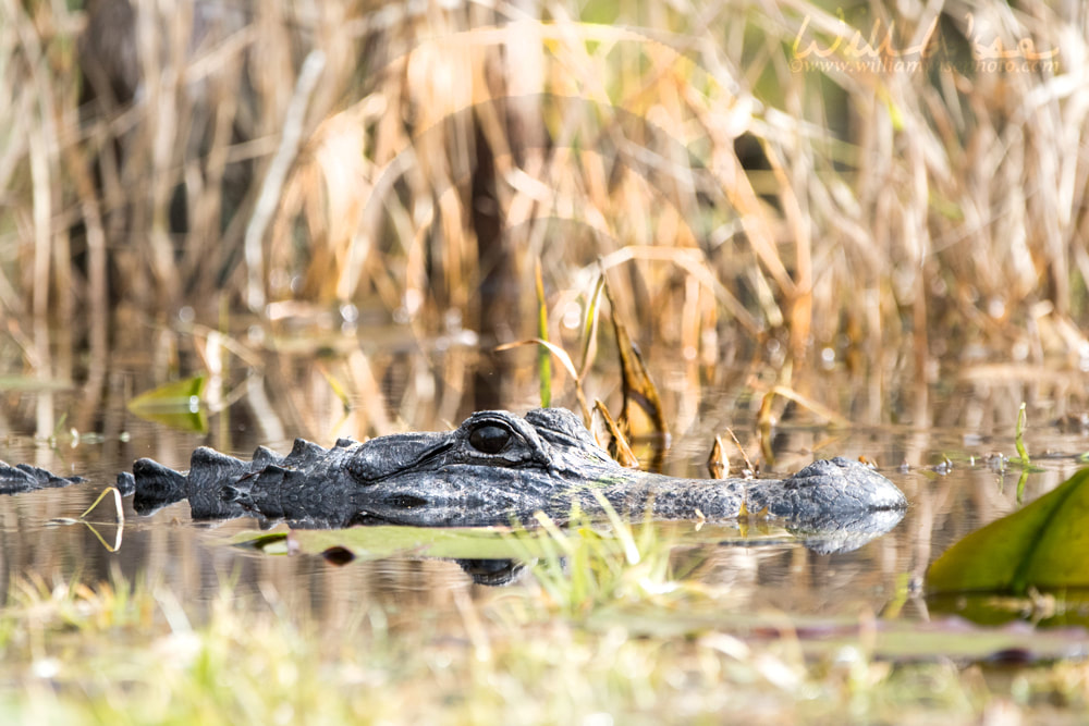 Large alligator lurking in Maidencane Okefenokee swamp prairie marsh Picture