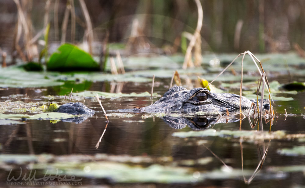 American Alligator eyes swimming in blackwater Okefenokee Swamp Picture