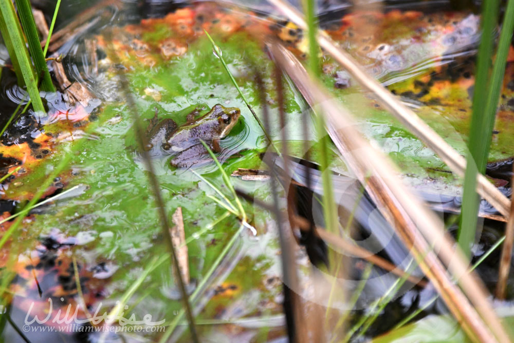 Southern Cricket Frog on a lily pad in the Okefenokee Swamp, Georgia Picture