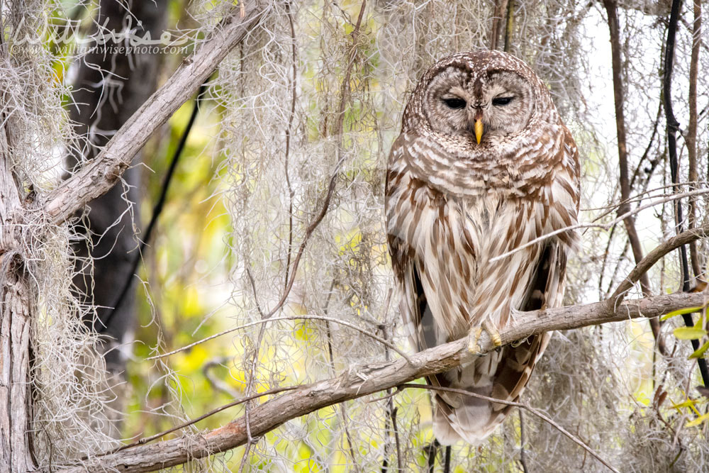 Sleepy Barred Owl perched on branch along Okefenokee Swamp Boardwalk Trail, Georgia USA Picture