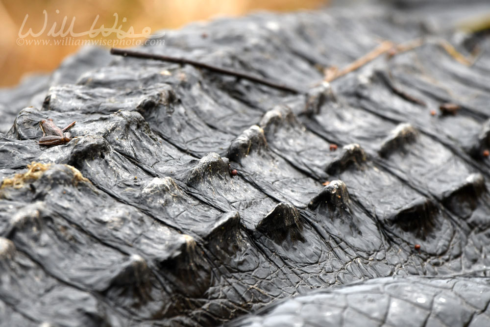 Ridge of epidermal scutes along the back of an American Alligator Picture