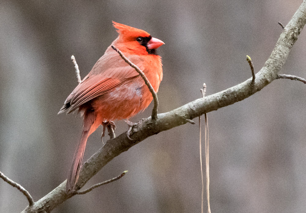 Northern Cardinal Picture