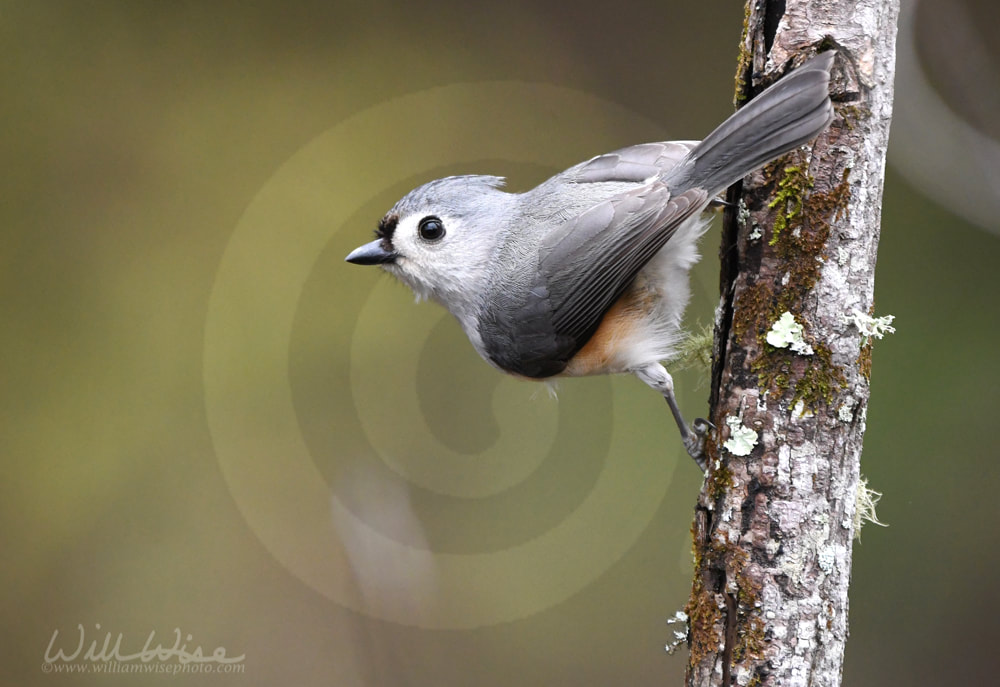 Tufted Titmouse bird perched sideways on a branch, Walton County, Georgia  Picture