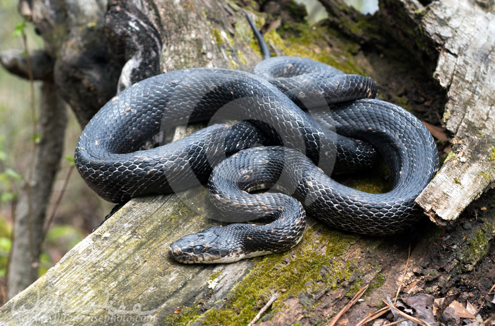 Eastern Black Rat Snake coiled on a log in Georgia woods Picture