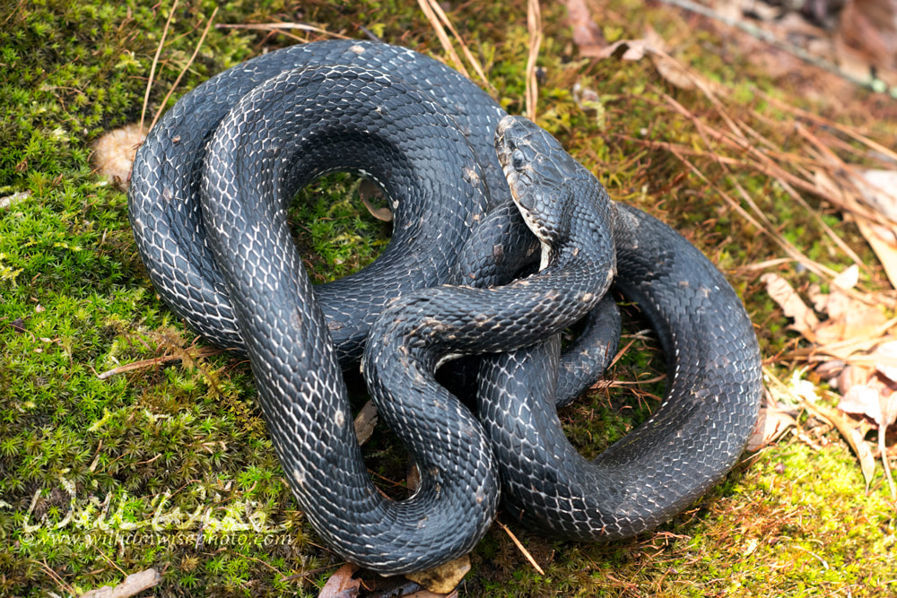 Eastern Black Rat Snake coiled on the ground in Georgia woods Picture