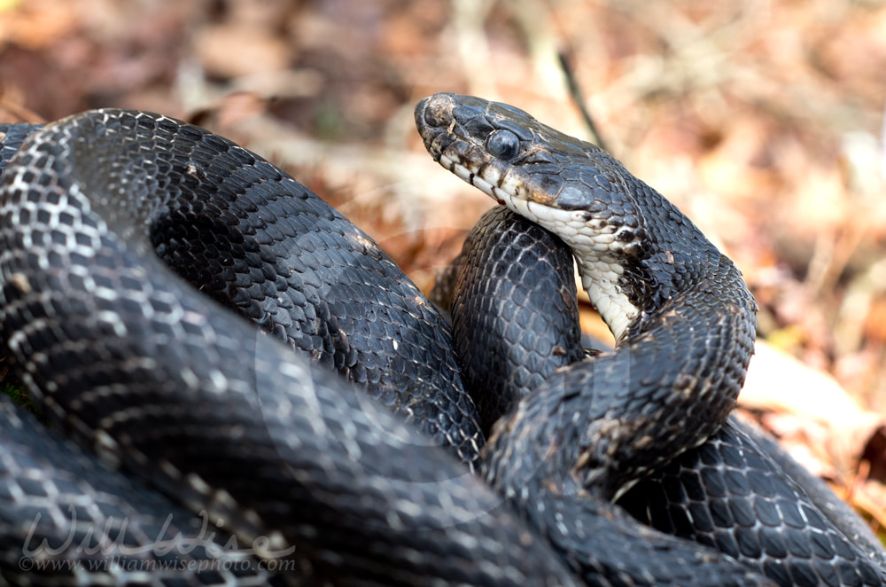Eastern Black Rat Snake coiled Picture