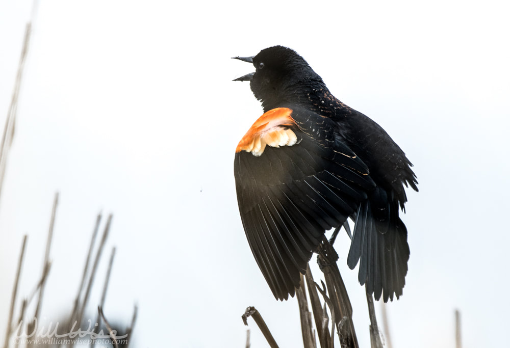 Red-winged Blackbird Picture
