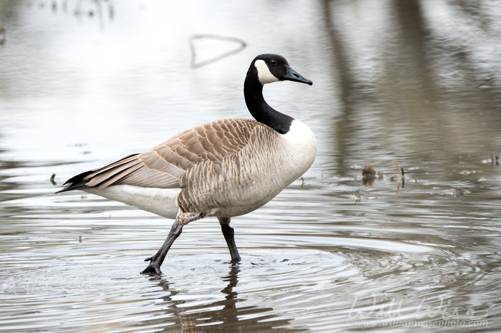 Canada Goose wading in the pond at Veterans Acres Park in Crystal Lake Illinois Picture