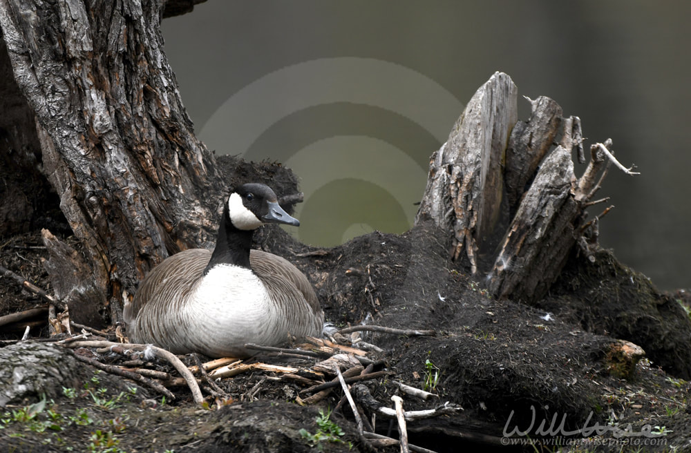 Female Canada Goose sitting on nest at Veterans Acres Park in Crystal Lake Illinois Picture