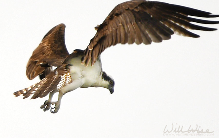 Osprey Picture