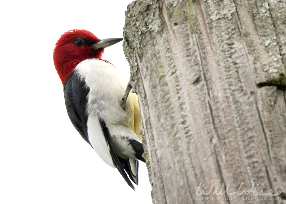 Red-headed Woodpecker Picture