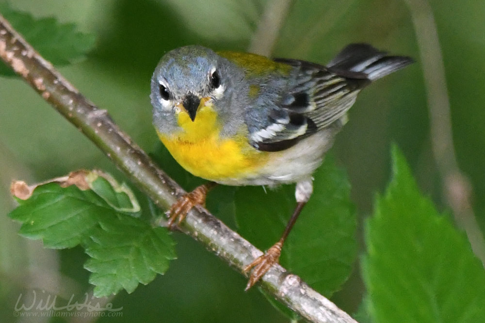 Northern Parula Phinizy Swamp Picture