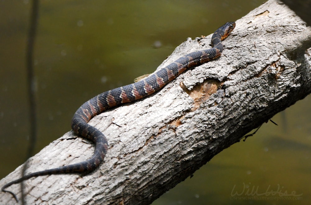 Banded Watersnake Phinizy Swamp Picture