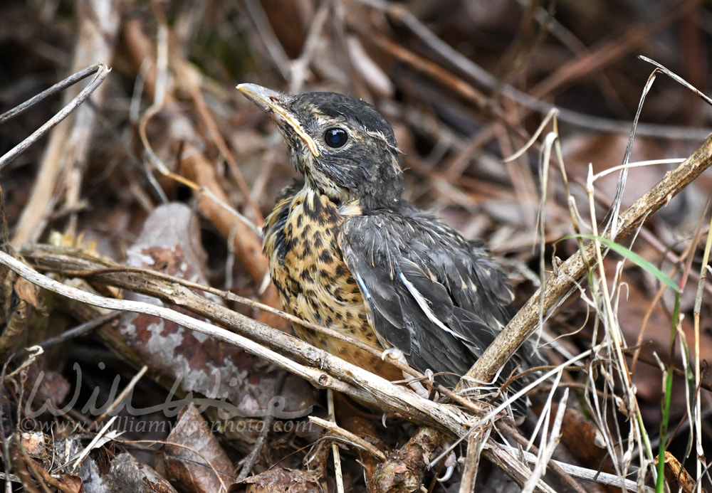 Fledgling baby American Robin fell out of nest Picture