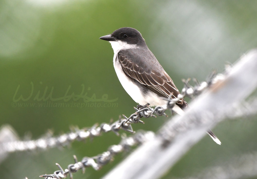 Eastern Kingbird perched on barbed wire fence birding Picture