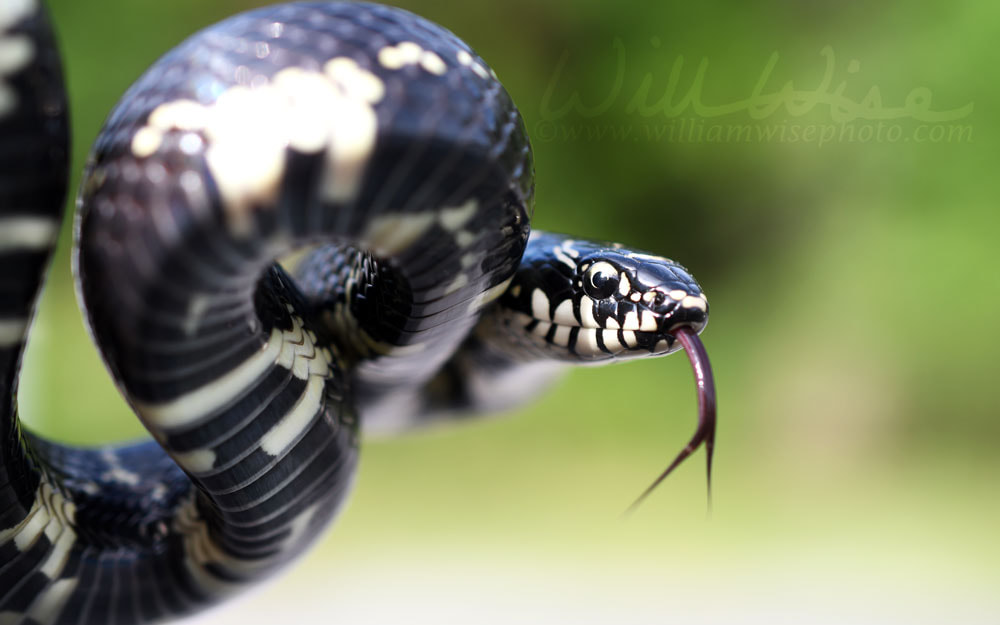 Kingsnake flicking forked tongue Picture