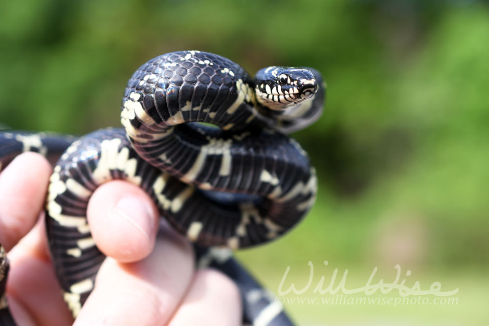 Coiled Eastern Kingsnake held in hand Picture
