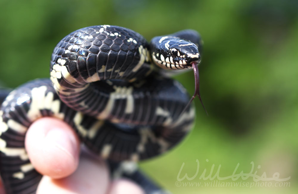 King Snake flicking forked tongue Picture