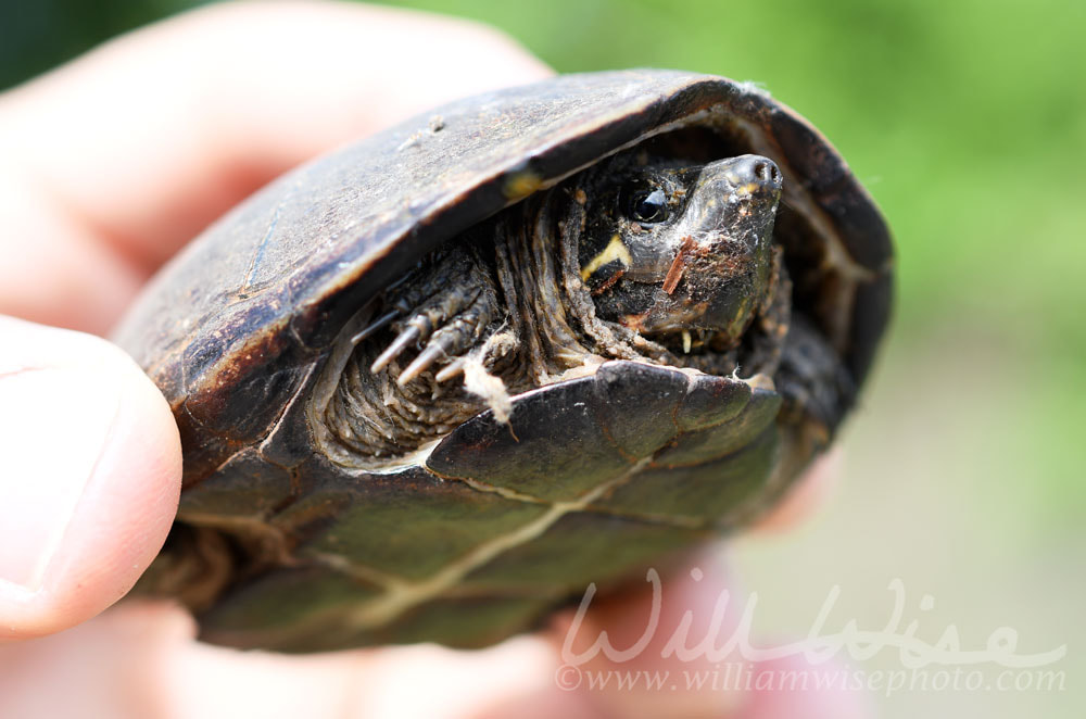 Common Musk Turtle held in hand Picture