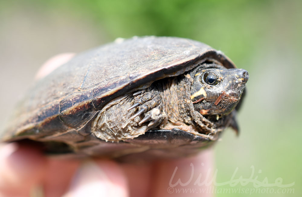 Musk Turtle Picture