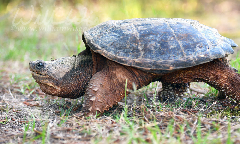 Giant Snapping Turtle walking Picture