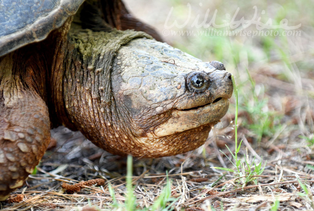 Close up portrait of large Snapping Turtle showing beak like jaws Picture