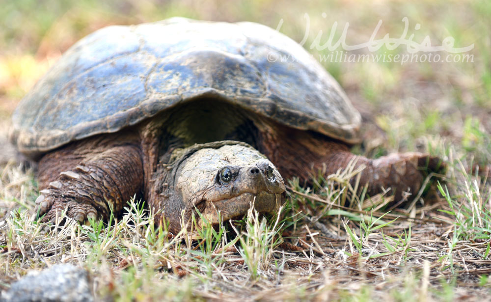 Giant Snapping Turtle laying in the grass, Georgia USA Picture