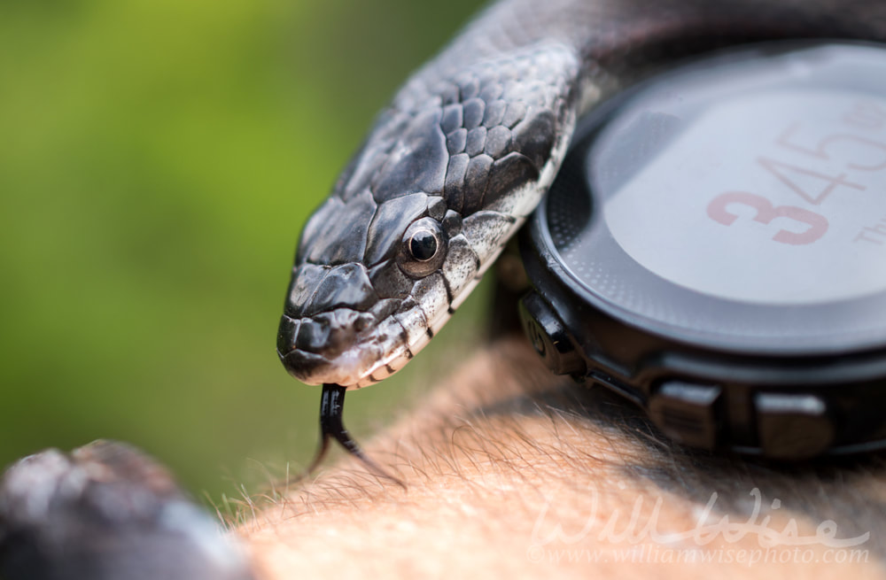 Eastern Black Ratsnake flicking forked tongue crawling over watch on arm Picture
