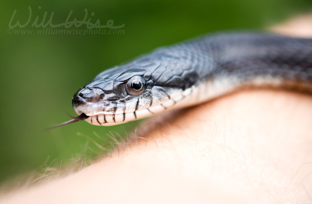 Eastern Black Ratsnake flicking forked tongue crawling on arm Picture