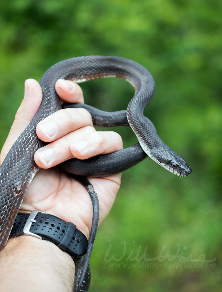 Eastern Black Ratsnake coiled held in hand Picture