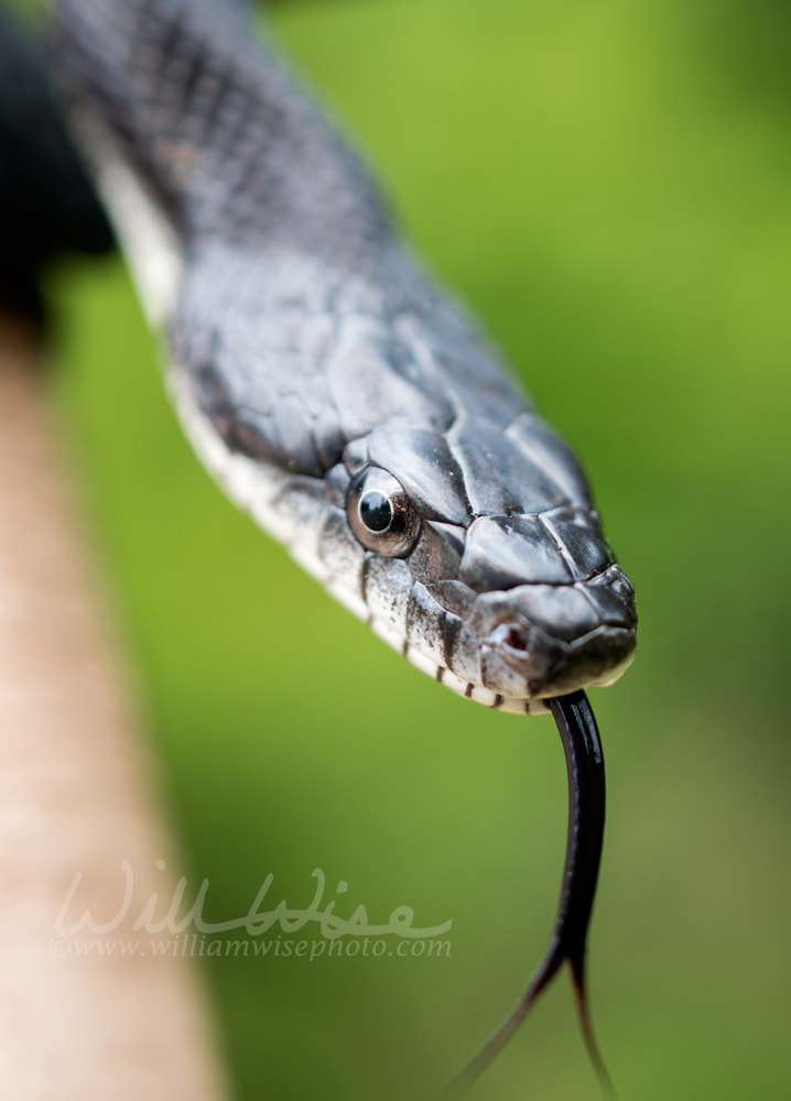 Eastern Black Ratsnake flicking forked tongue Picture