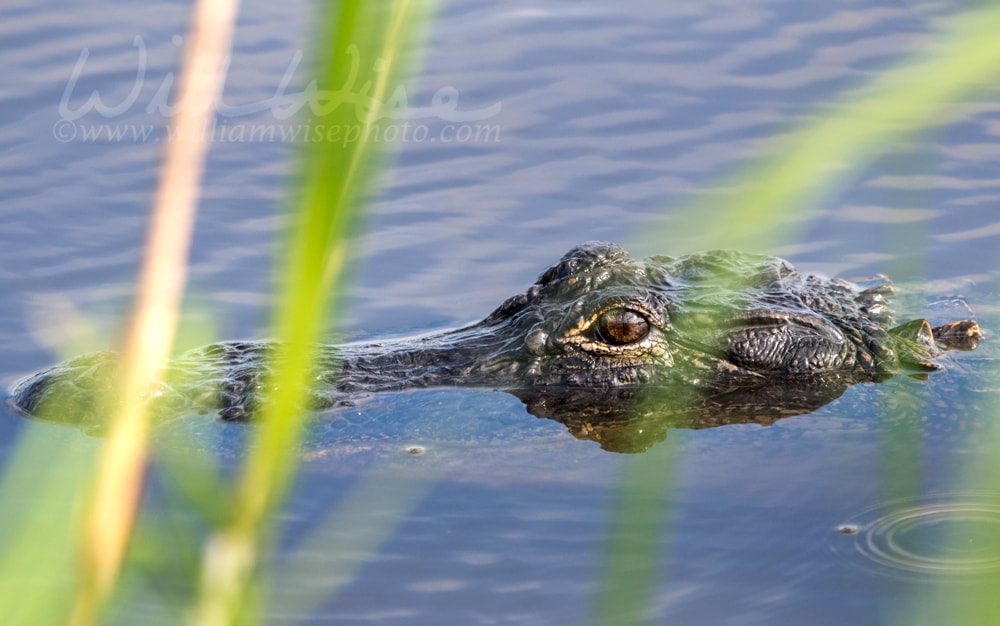 American Alligator in water at Donnelley WMA, South Carolina, USA Picture