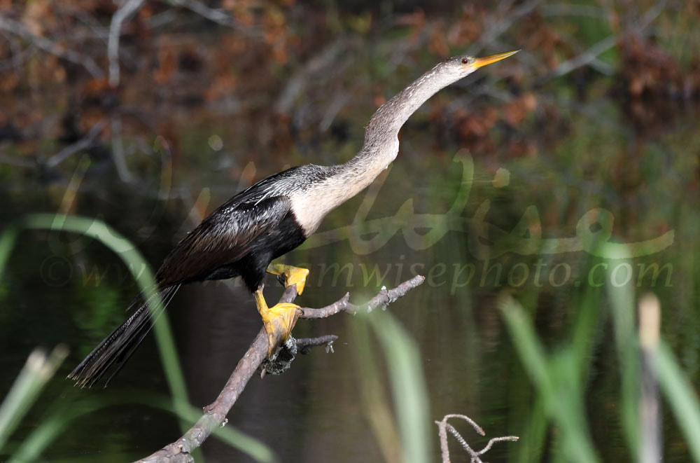 Anhinga darter bird perched at Donnelley WMA, South Carolina, USA Picture