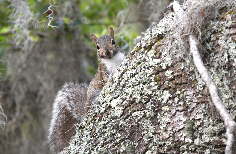 Eastern Gray Squirrel climbing Live Oak with Spanish Moss at Donnelley WMA, South Carolina, USA Picture
