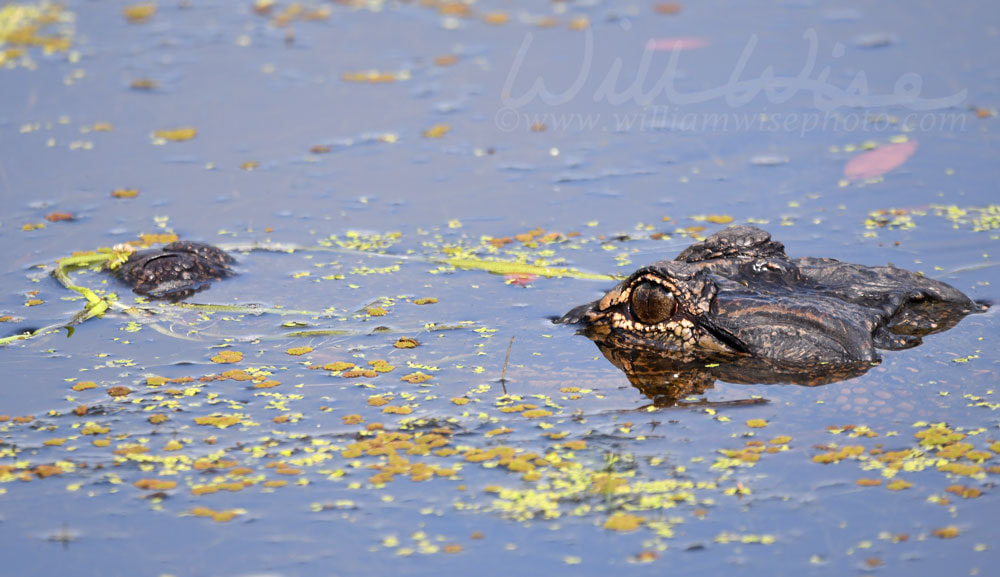 American Alligator submerged in swamp water at Donnelley WMA, South Carolina, USA Picture