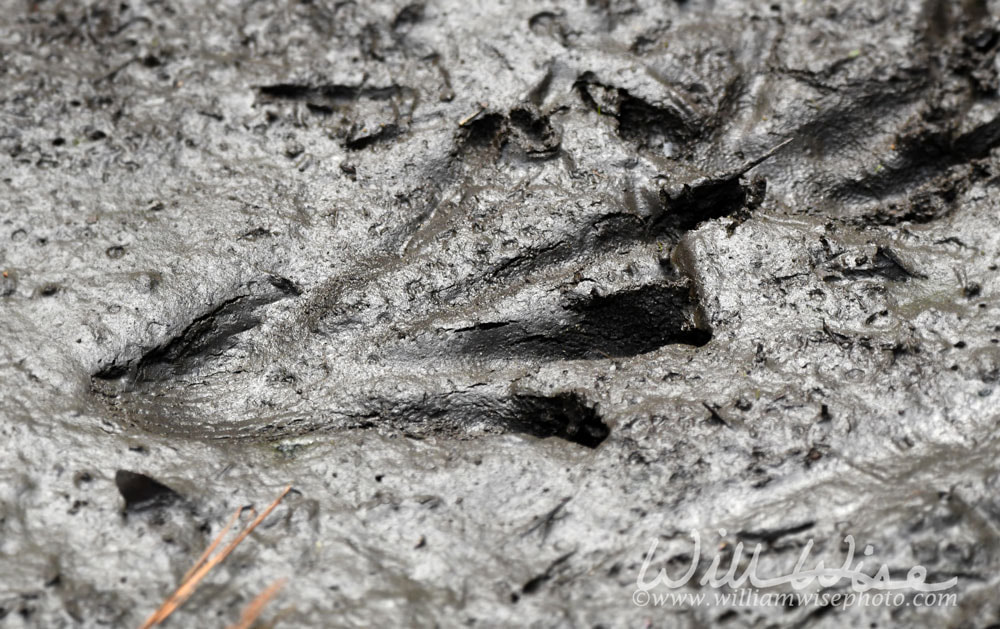 American Alligator footprint track in mud at Donnelley WMA, South Carolina, USA Picture