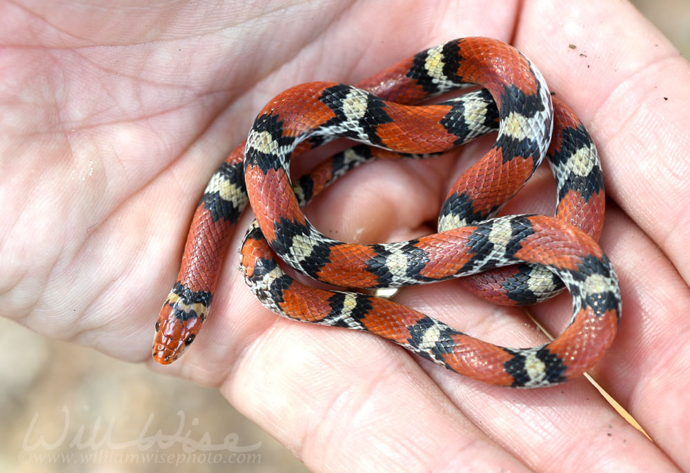Scarlet Snake, Cemophora coccinea, at Donnelley WMA, South Carolina, USA Picture