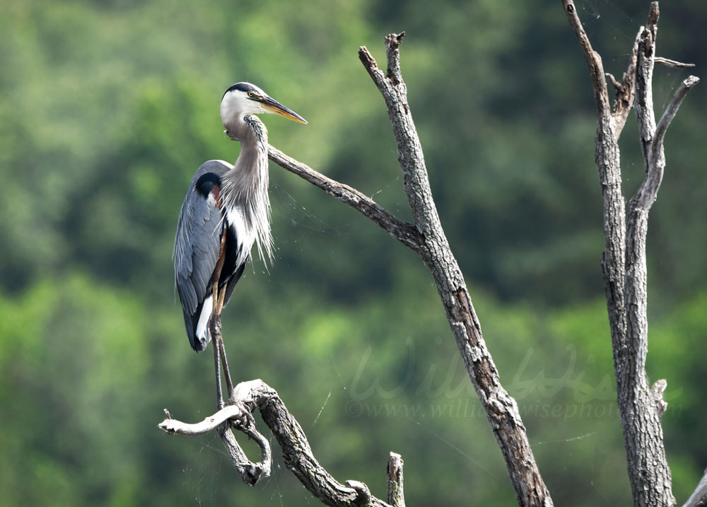 Great Blue Heron bird perched at Donnelley WMA, South Carolina, USA Picture