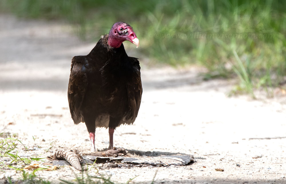 Turkey Vulture scavenging roadkill armadillo at Donnelley WMA, South Carolina, USA Picture