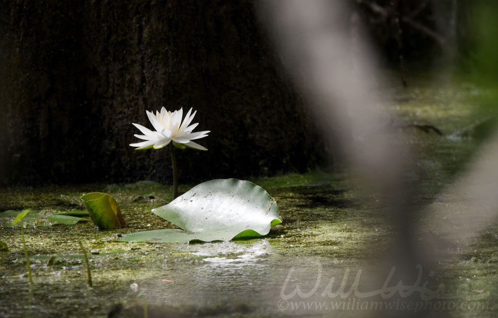American White Water Lily pad at Donnelley WMA, South Carolina, USA Picture