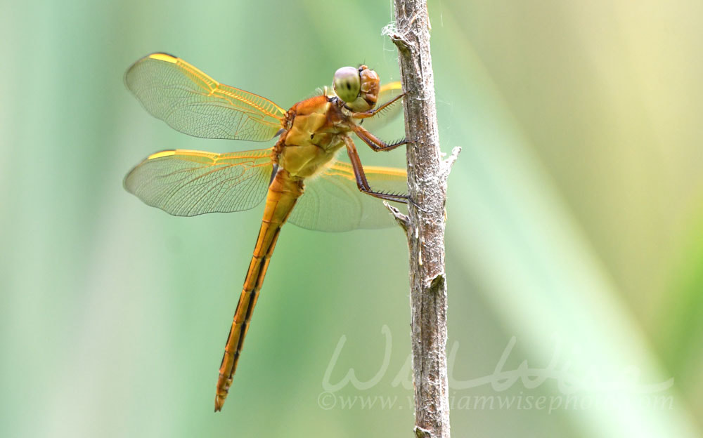 Needham`s Skimmer dragonfly Picture