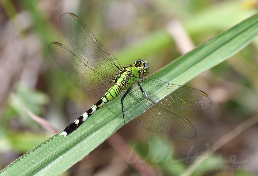 Eastern Pondhawk Dragonfly on a cattail leaf in Donnelley Wildlife Management Area Picture