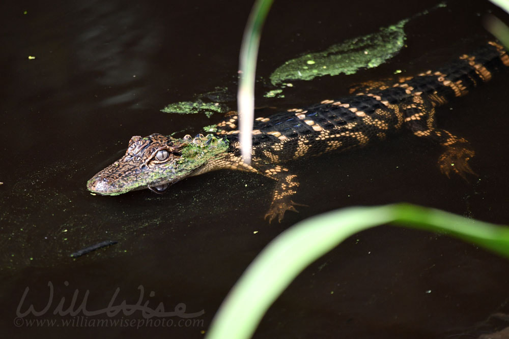 Baby American Alligator swimming at Donnelley WMA, South Carolina, USA Picture