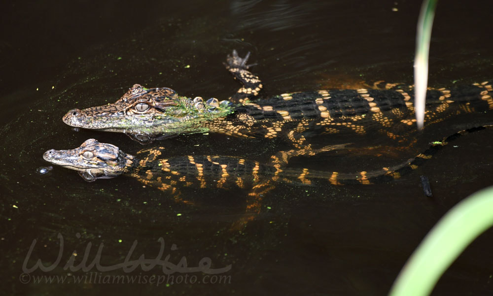 Two juvenile American Alligators swimming at Donnelley WMA, South Carolina, USA Picture