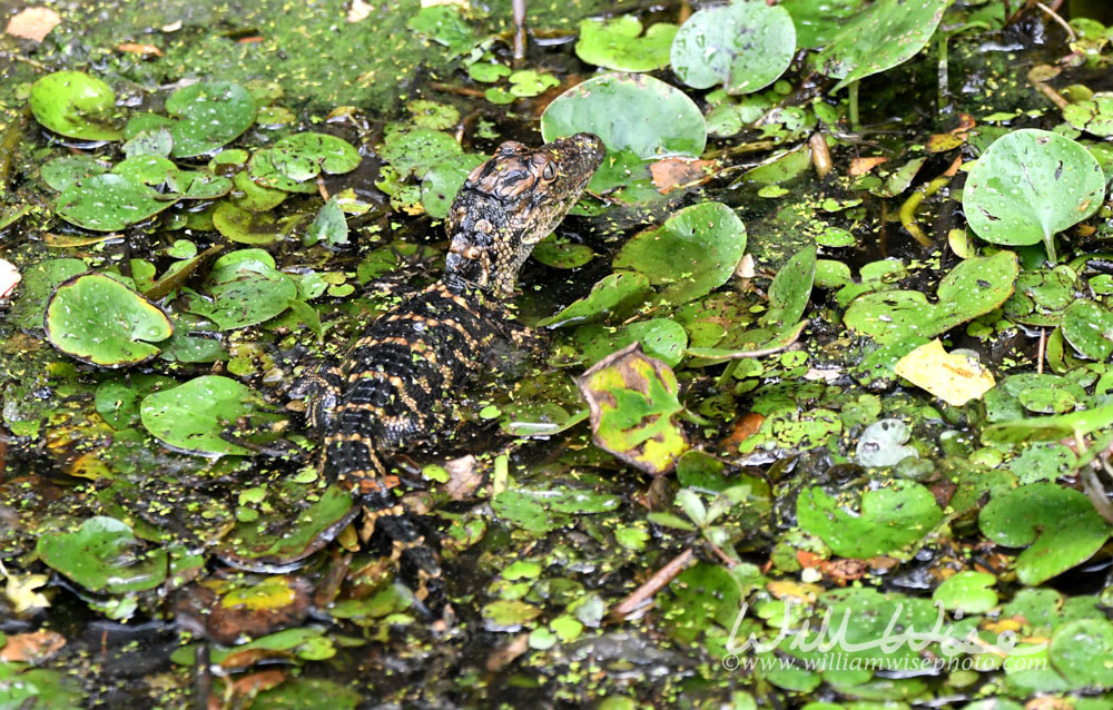 Baby American Alligator at Donnelley WMA, South Carolina, USA Picture