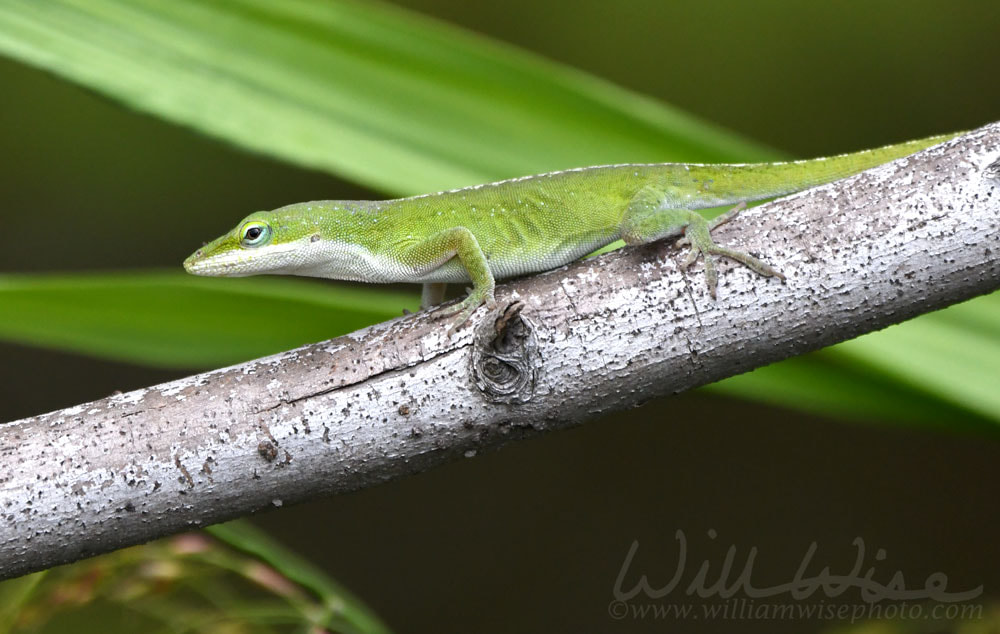 Green Anole lizard on a branch at Donnelley WMA, South Carolina, USA Picture