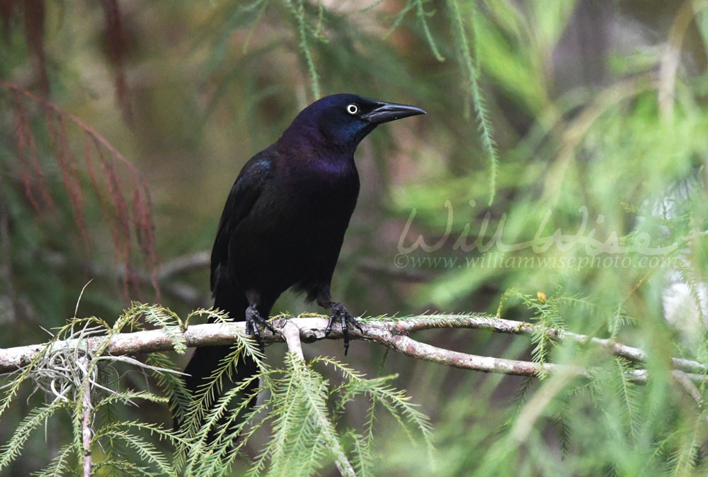 Common Grackle blackbird perched in a cypress tree in Florida Picture