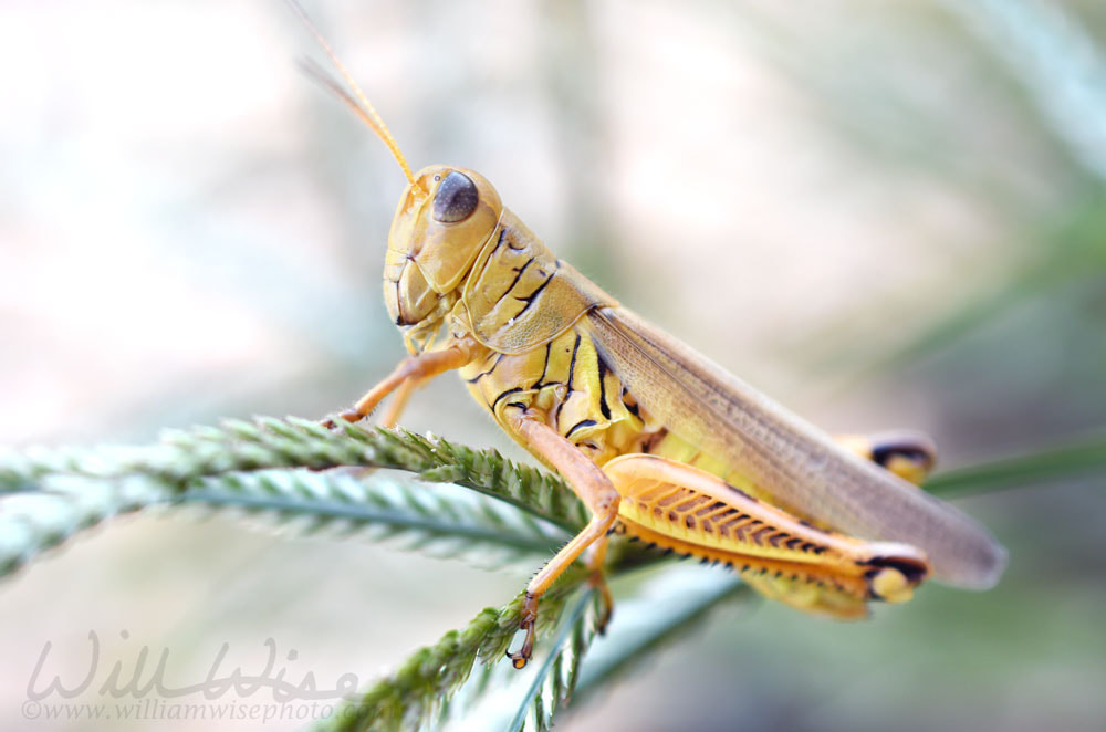 Close up macro photo of Differential Grasshopper Picture